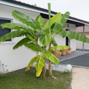 Banánovník japonský (Musa Basjoo) - výška 150-200 cm , C25L (-20°C)